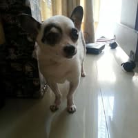 由 fishworld (刊登 ID 1381379094，圖片 1) 提交，位於 的 (類別：)，說明：。