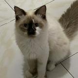 (Kategori: ) berada di . Dikirim oleh enzunie (ID iklan 1371922405, Gambar 1). Deskripsi: .
