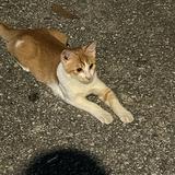 (Category: ) located in . Submitted by mountaindew28 (Listing ID 1367563425, Image 1). Description: .
