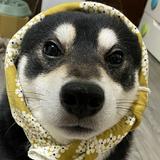 由 zoey9916 (刊登 ID 1385847579，圖片 1) 提交，位於 的 (類別：)，說明：。