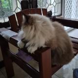 (Kategori: ) berada di . Dikirim oleh uwawa_22 (ID iklan 1326798009, Gambar 1). Deskripsi: .