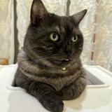（分類：）位於 。 由 2ndhand_queen 提交（商品編號 1377847238，圖片 1）。簡介： 。