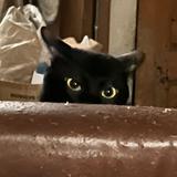 (Category: ) located in . Submitted by jahwiz1408 (Listing ID 1371423224, Image 1). Description: .