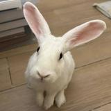 (Category: ) located in . Submitted by vermeernhopper (Listing ID 1381695216, Image 1). Description: .