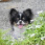 (Category: ) located in . Submitted by criteria (Listing ID 1373288279, Image 1). Description: .