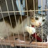 （分類：）位於 。 由 kaylaaaaaaaaa2 提交（商品編號 1367541610，圖片 1）。簡介： 。
