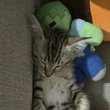(Category: ) located in . Submitted by mrzong (Listing ID 1372283024, Image 1). Description: .