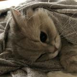 （分類：）位於 。 由 michellecsw 提交（商品編號 1213449745，圖片 1）。簡介： 。