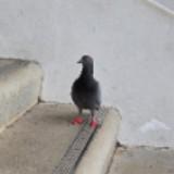 (Category: ) located in . Submitted by smartypuggy (Listing ID 1446850753, Image 1). Description: .
