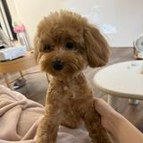 由 3miyang (刊登 ID 1375115871，圖片 1) 提交，位於 的 (類別：)，說明：。