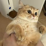 （分類：）位於 。 由 chipichipi0_o 提交（商品編號 1368009786，圖片 1）。簡介： 。