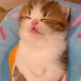 (Category: ) located in . Submitted by meowbloom (Listing ID 1377760886, Image 1). Description: .