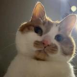 (Kategori: ) berada di . Dikirim oleh pluto.cats (ID iklan 1374087155, Gambar 1). Deskripsi: .