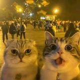 (Kategori: ) berada di . Dikirim oleh sosasusanto (ID iklan 1373041809, Gambar 1). Deskripsi: .