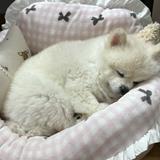 (Category: ) located in . Submitted by caramelcys (Listing ID 1385101169, Image 1). Description: .