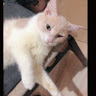 (Category: ) located in . Submitted by jhn_e (Listing ID 1373063666, Image 1). Description: .