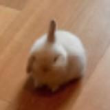 (Category: ) located in . Submitted by ts073 (Listing ID 1377580905, Image 1). Description: .