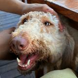 (Kategori: ) berada di . Dikirim oleh declutterer.queen (ID iklan 1262516627, Gambar 1). Deskripsi: .