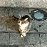 （分類：）位於 。 由 kahlils 提交（商品編號 1370390284，圖片 1）。簡介： 。