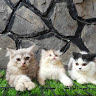 (Kategori: ) berada di . Dikirim oleh adopsikucing_jakartatimur (ID iklan 1373968670, Gambar 1). Deskripsi: .