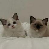(分類:)位於 。 由 kittyyy_z 提交(商品編號 1407364266,圖片 1)。簡介: 。