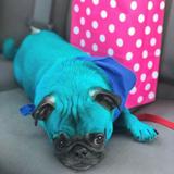 (Category: ) located in . Submitted by holohapug (Listing ID 1374202352, Image 1). Description: .