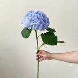 (Category: ) located in . Submitted by hydrangeash (Listing ID 1380731975, Image 1). Description: .