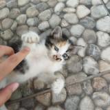 (Kategori: ) berada di . Dikirim oleh miawnyaa_ (ID iklan 1373744870, Gambar 1). Deskripsi: .