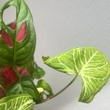 (Category: ) located in . Submitted by tropicalleaf (Listing ID 1383517805, Image 1). Description: .