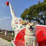 由 xiao.mi_ (刊登 ID 1382446523，圖片 1) 提交，位於 的 (類別：)，說明：。