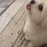 (Category: ) located in . Submitted by ilovedogsandmatcha (Listing ID 1375828101, Image 1). Description: .
