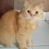 (Kategori: ) berada di . Dikirim oleh preloved_serba-serbi (ID iklan 1385944302, Gambar 1). Deskripsi: .