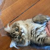 （分類：）位於 。 由 2023012047938 提交（商品編號 1372622041，圖片 1）。簡介： 。