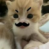 (Category: ) located in . Submitted by grandmalipstick (Listing ID 1374123917, Image 1). Description: .