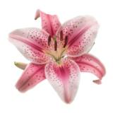 (Kategori: ) berada di . Dikirim oleh bloomieslily (ID iklan 1374482250, Gambar 1). Deskripsi: .