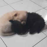 (Kategori: ) berada di . Dikirim oleh helenaa_4 (ID iklan 1374030898, Gambar 1). Deskripsi: .