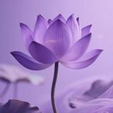（分類：）位於 。 由 linahong88 提交（商品編號 1371585701，圖片 1）。簡介： 。