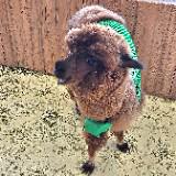 (Category: ) located in . Submitted by alpaca888 (Listing ID 1374588195, Image 1). Description: .