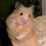 (Category: ) located in . Submitted by hamster_stuffs (Listing ID 1457015113, Image 1). Description: .