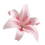 (Kategori: ) berada di . Dikirim oleh loveazalea (ID iklan 1374285924, Gambar 1). Deskripsi: .