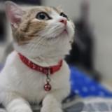 (Kategori: ) berada di . Dikirim oleh prelovednyabonk (ID iklan 1386547970, Gambar 1). Deskripsi: .