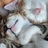 （分類：）位於 。 由 ivanalam0820 提交（商品編號 1373462433，圖片 1）。簡介： 。