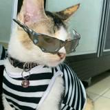 (Kategori: ) berada di . Dikirim oleh kucingmanis (ID iklan 1384155552, Gambar 1). Deskripsi: .