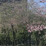 由 niniv69858 (刊登 ID 1380873761，圖片 1) 提交，位於 的 (類別：)，說明：。