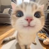 (Category: ) located in . Submitted by premium_apps67 (Listing ID 1463134607, Image 1). Description: .
