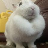 由 coco092483 (刊登 ID 1384410331，圖片 1) 提交，位於 的 (類別：)，說明：。