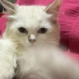 (Kategori: ) berada di . Dikirim oleh prelovebymehhhh (ID iklan 1374570479, Gambar 1). Deskripsi: .