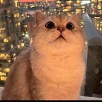 (分類:)位於 。 由 xxleemingy03462 提交(商品編號 1458998001,圖片 1)。簡介: 。