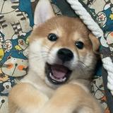 （分類：）位於 。 由 aaayb 提交（商品編號 1374976117，圖片 1）。簡介： 。