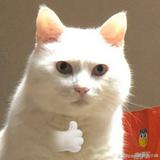 由 bbb0921 (刊登 ID 1354681505，圖片 1) 提交，位於 的 (類別：)，說明：。